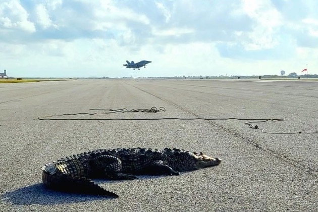 鱷魚突闖美國海軍基地曬太陽 佔據跑道阻礙戰機升降
