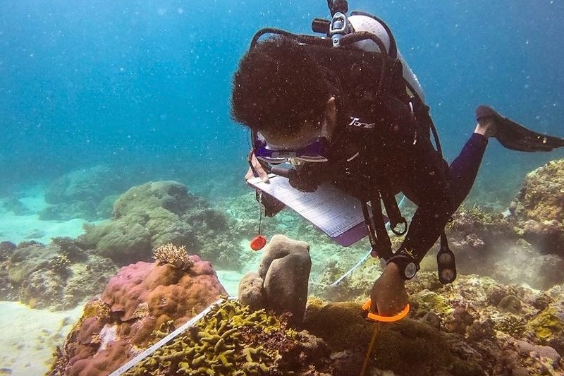 東帝汶環團妙計保育珊瑚礁 用蜘蛛網架重建「海底花園」