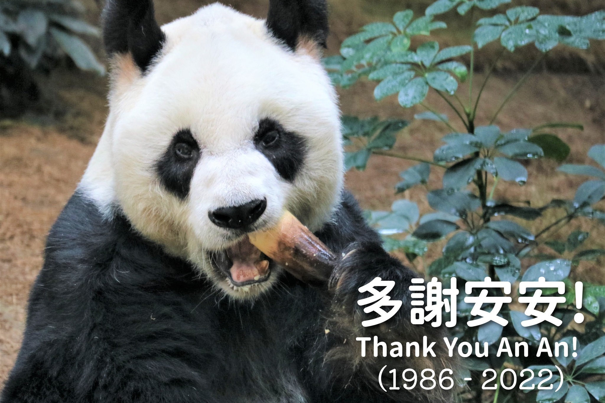 大熊貓安安告別港人 安樂死離世 享年35歲 等同人類105歲高齡