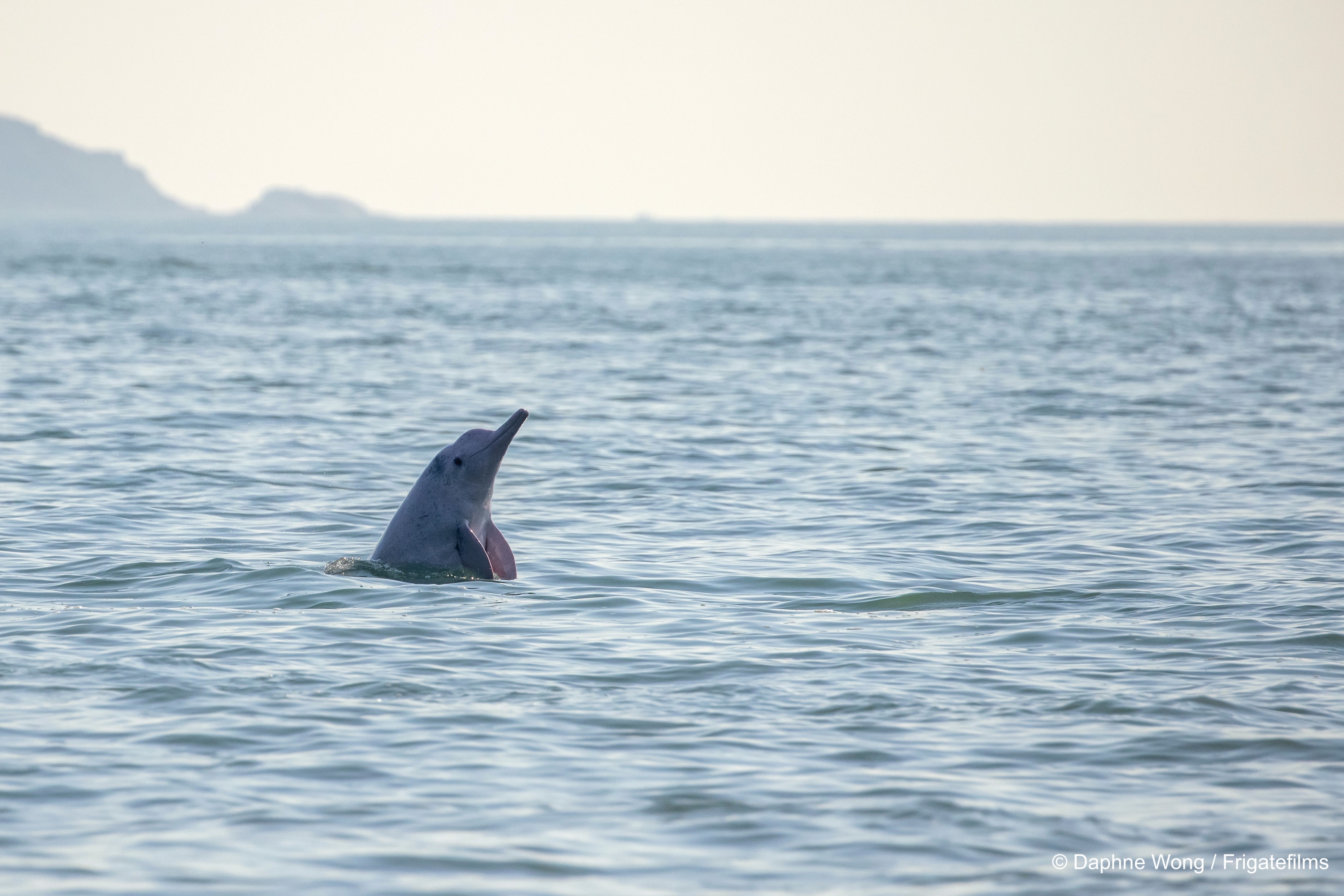 紀錄片揭示水底噪音
 人為威脅中華白海豚