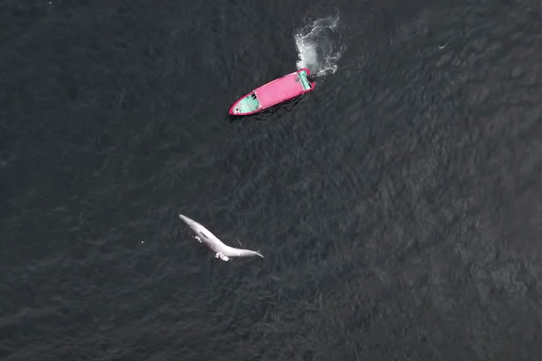 今年DSE生物科試卷「神預言」 網民：講中鯨魚死亡勁過黃大仙