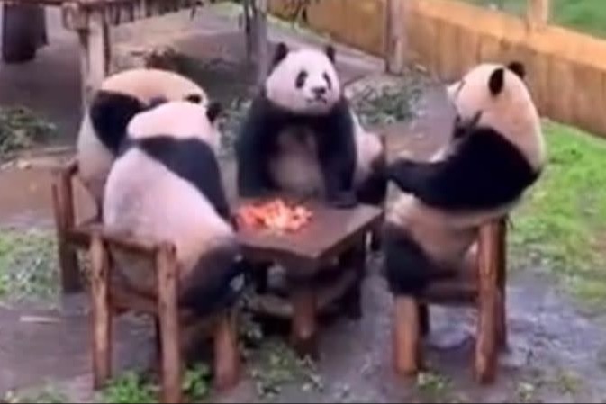 四川四隻熊貓坐埋一枱食蘋果  網民笑啱啱好齊腳打牌