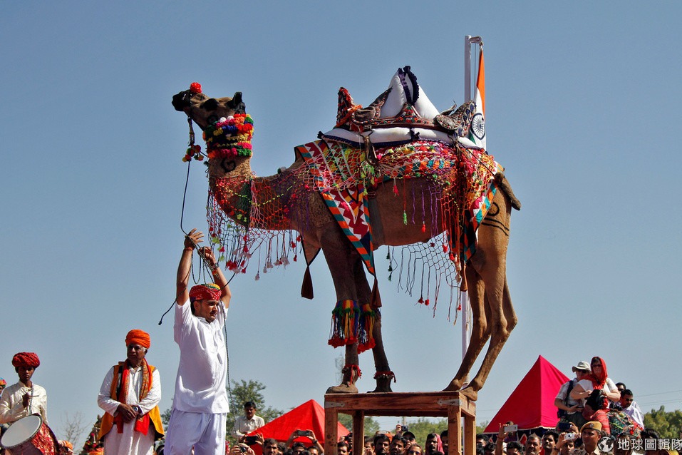 沙特年度駱駝選美賽
 逾40隻因整形被淘汰