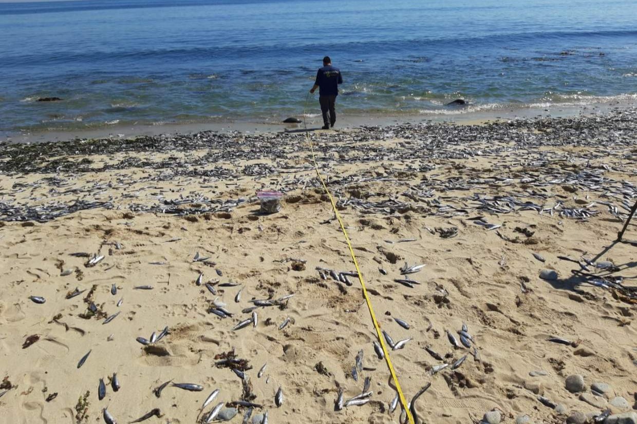 智利數千死魚擱淺岸邊引熱議 當局出動專家組調查死因