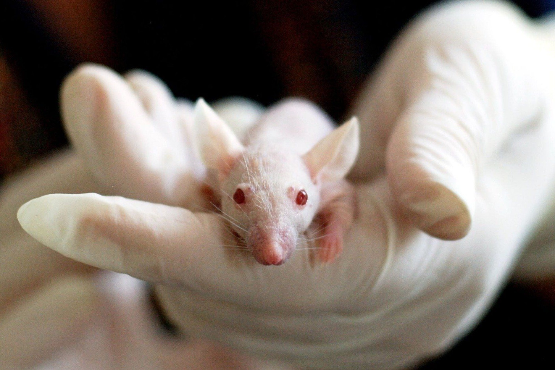 Omicron疑似老鼠傳人 內地專家：非從Delta演化