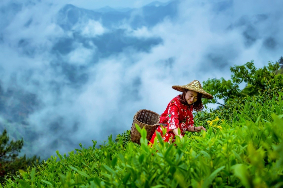 傳統製茶技藝及相關習俗申遺成功
 中國合計43個項目居世一