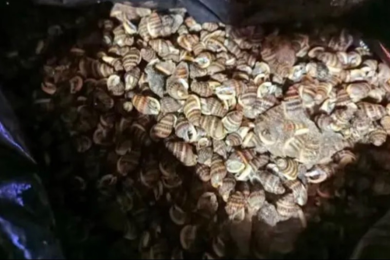 寧波有海鮮檔售賣有毒海產被查
 呢一種螺食一粒隨時使人喪命！