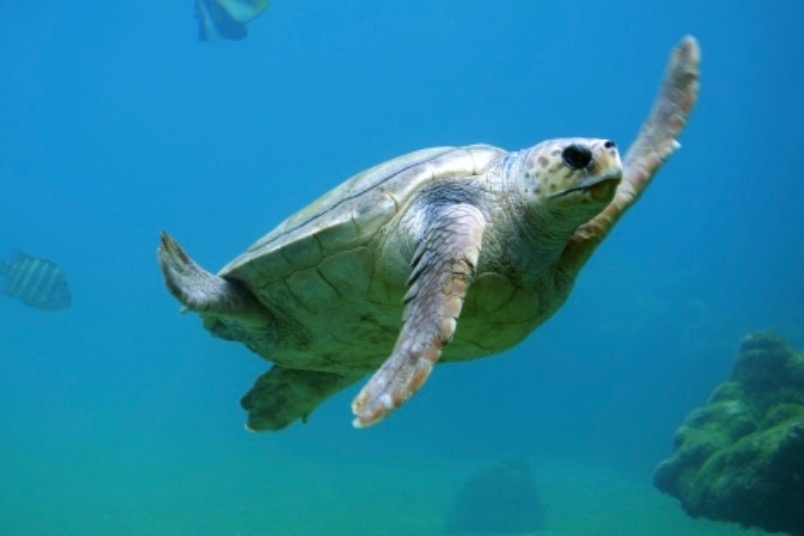 佛羅里達新生海龜幾乎全是雌性 全球暖化令雄性海龜「清零」？