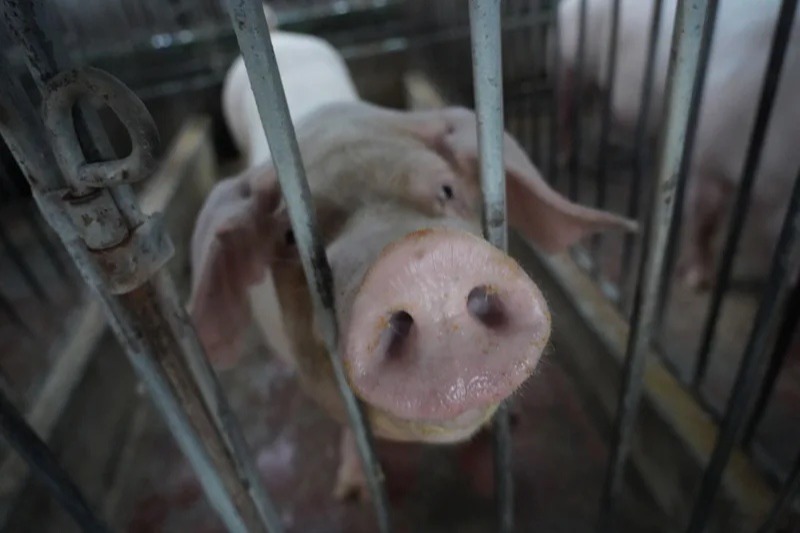 打鼓嶺豬場驗出非洲豬瘟百頭銷毀 漁護署：不影響屠房運作