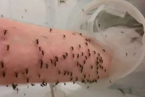 蚊子為甚麼專咬我？ 他用了6年餵血研究！