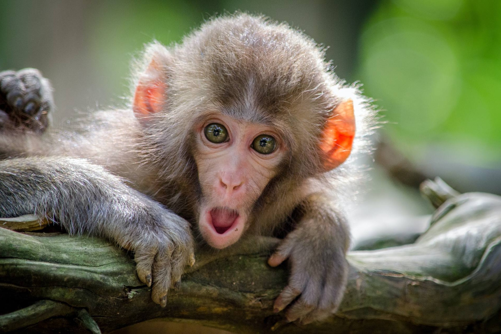 為何人會說話但猴子不會？ 日研究：喉嚨1個構造成關鍵