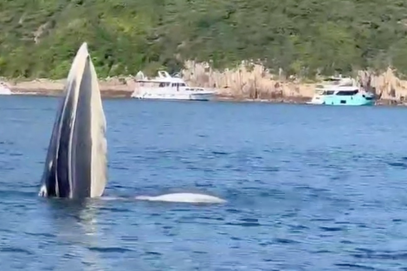 鯨魚驚現西貢海域張口任影 有市民租船出海尋找鯨蹤