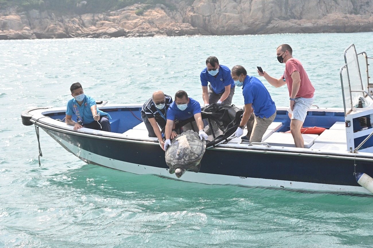 海洋公園護理3個月 獲救綠海龜重回大海