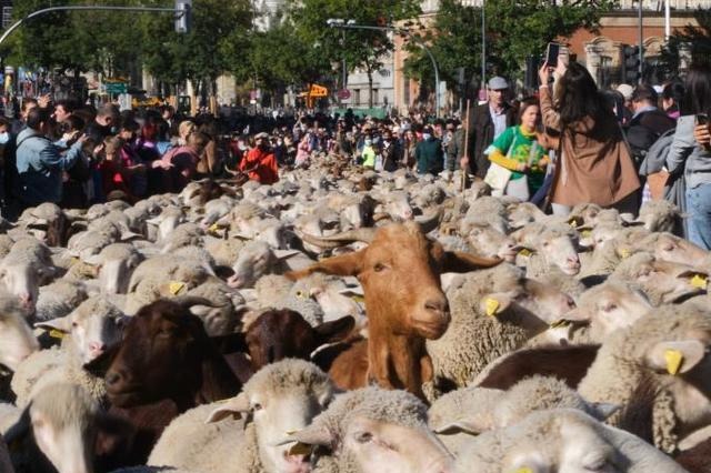 西班牙迎放牧節 上千羊隻逛大街