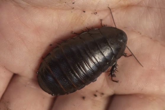 絕跡人間逾80年被認定滅絕 罕有巨型食木蟑螂再現澳洲小島