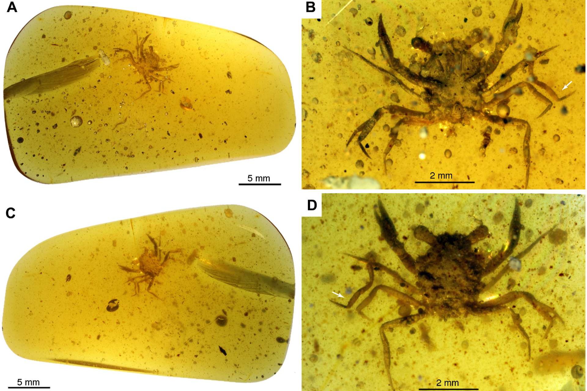 1億年琥珀封印完整螃蟹
 證螃蟹白堊紀已離開海洋