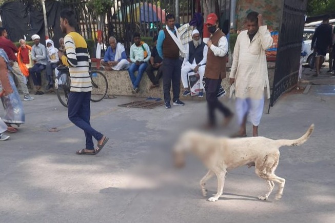 印度流浪狗咬住人類斷臂周圍走
 醫院揭開真相：病人手臂被狗偷