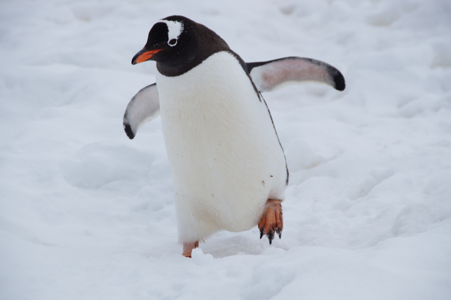 南極有郵局請人「數企鵝」 逾6千人報名 博士師奶齊入選