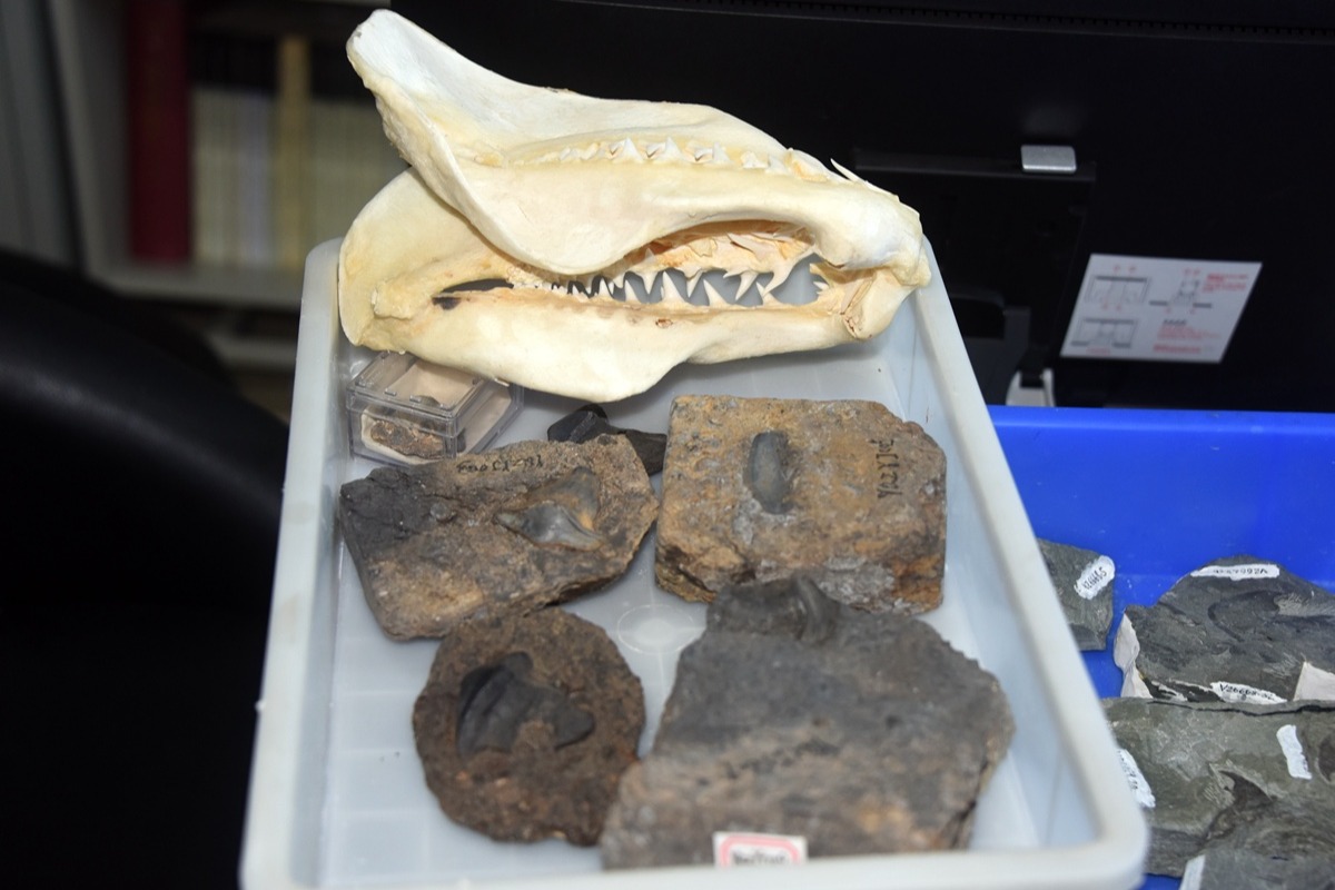 史前海洋殺手跨越中美
 中國發現近3億年前瓣齒鯊化石
