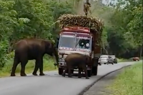 印度有「陀地」大象攔截甘蔗車 竟要強索「過路費」才放行？