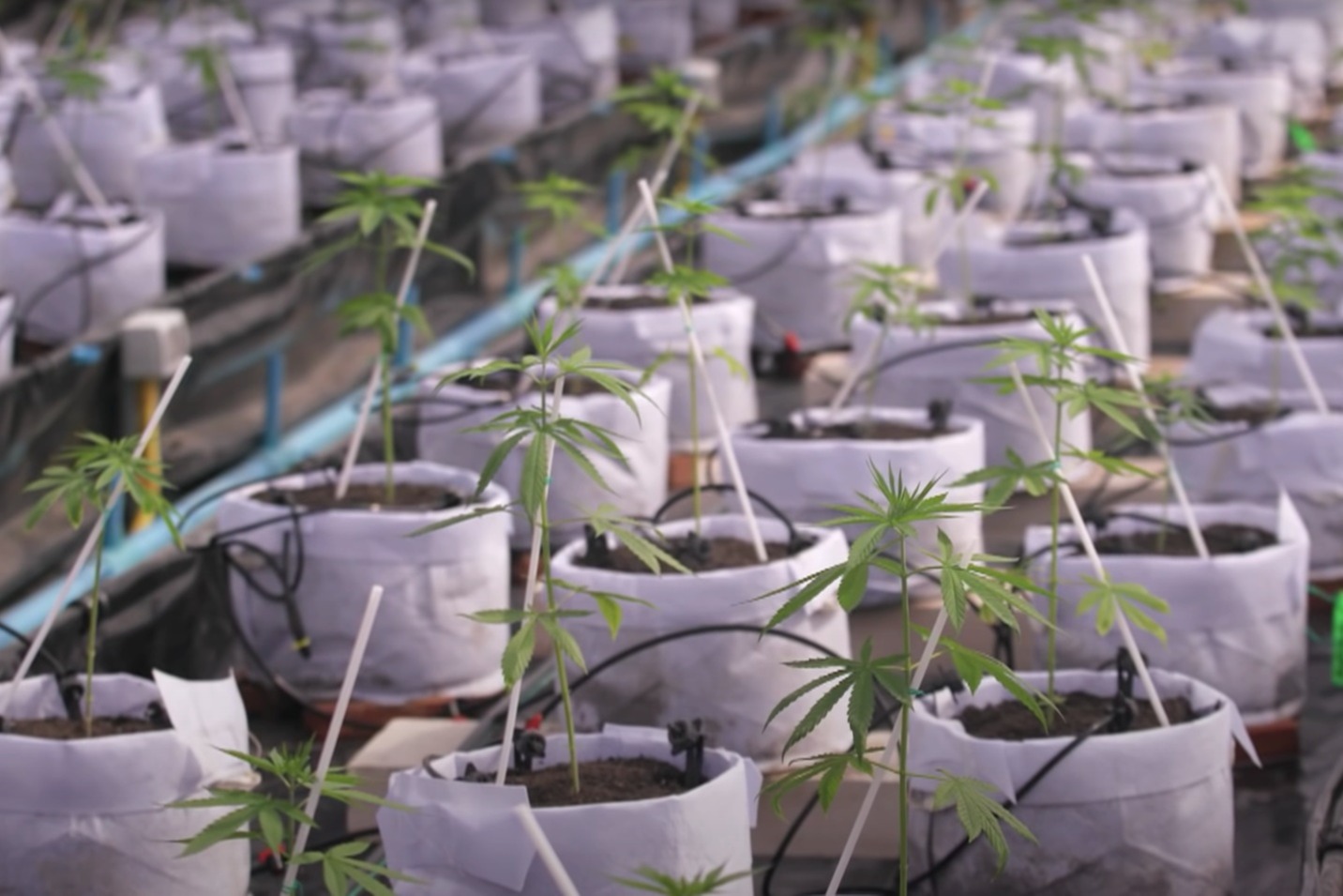 泰國發展大麻產業鼓勵種植  免費派100萬株給全國家庭