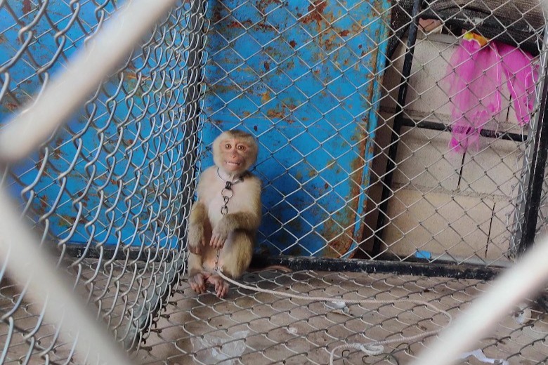 泰國猴子被椰農吊起毒打鐵鏈纏頸　 團體籲罷買當地椰子產品