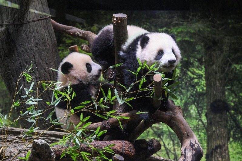 上野動物園熊貓雙胞胎限時亮相 千人爭相入園只為看1分鐘