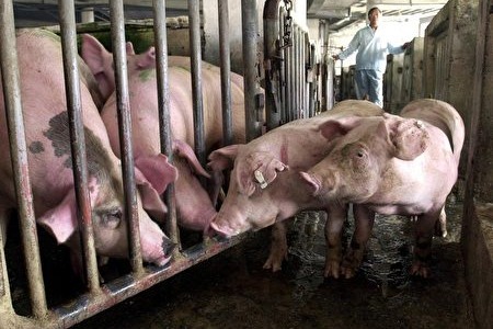 本港現多宗非洲豬瘟案
 疑經動物屍體收集站傳播