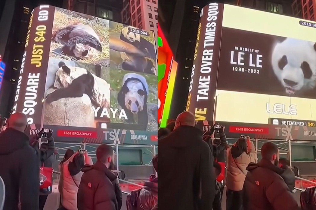 大熊貓丫丫影片登紐約時代廣場大屏
 完成身體評估即將返回中國