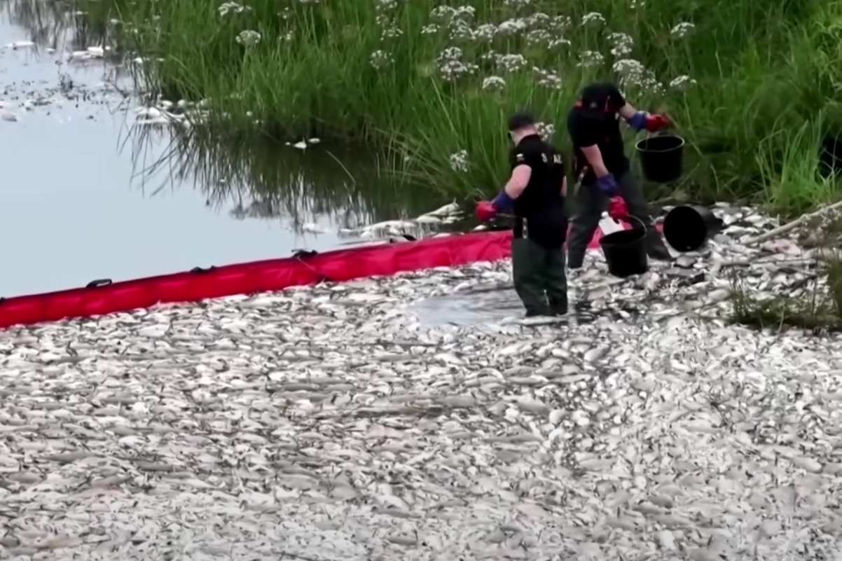 奧德河現大量死魚疑涉有毒物質
波蘭：或需數年才能恢復正常