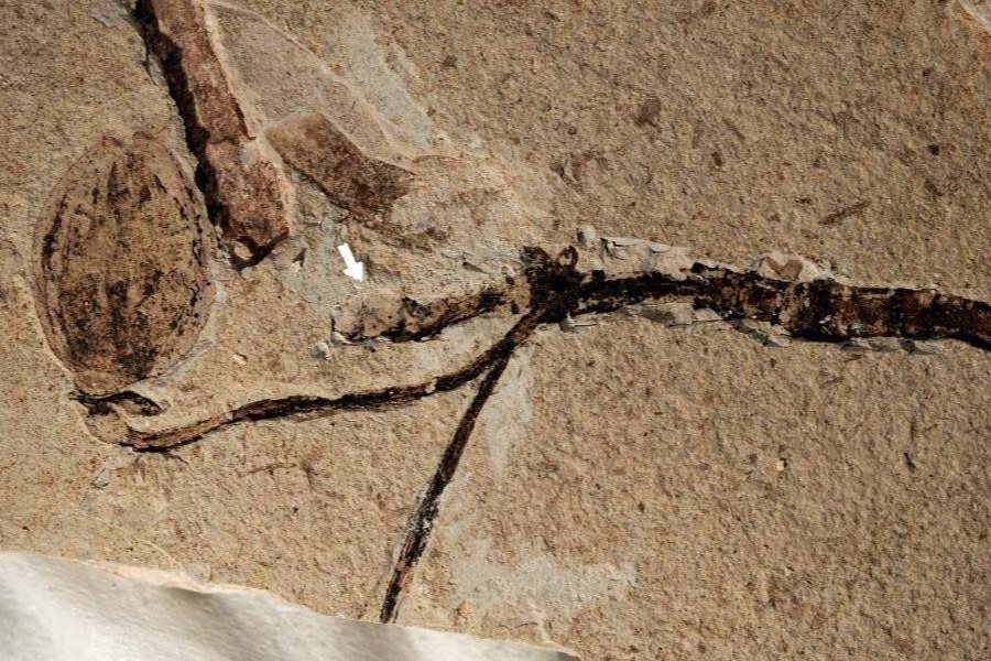一億多年前神秘花蕾現身 
 侏羅紀已有植物界王者？