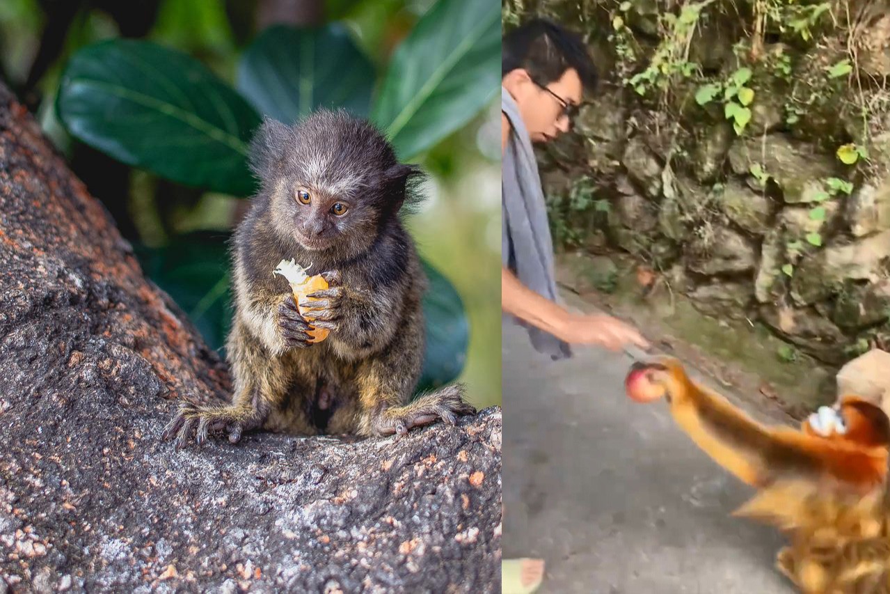 同猴唔同命 中國金絲猴等餵蘋果 巴西誤以為殺猴阻猴痘傳播