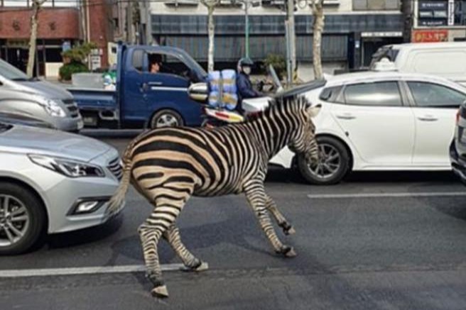 首爾動物園有斑馬「離家出走」
 闖入馬路行斑馬線途人紛紛打卡