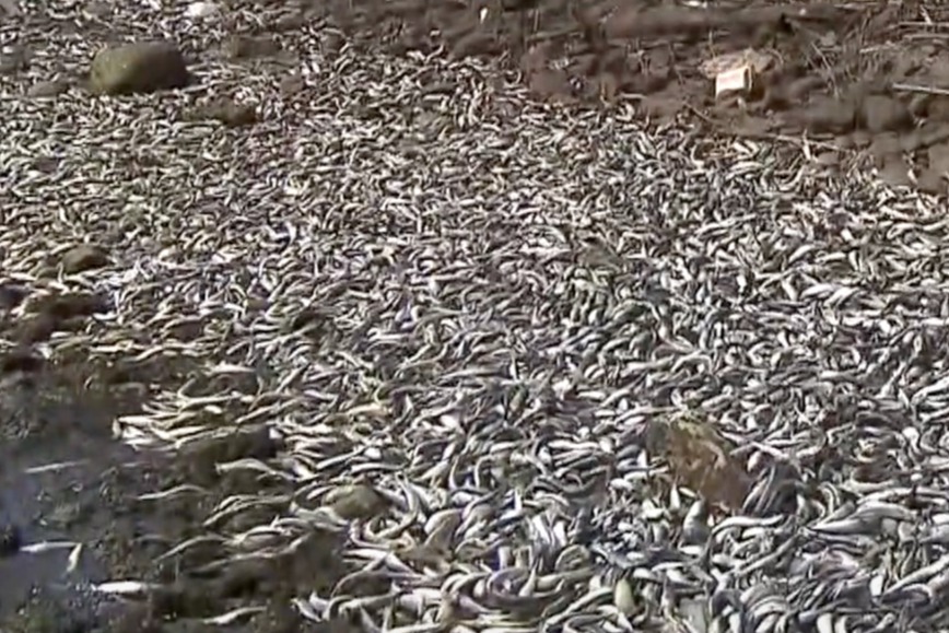 北海道沿海有過萬沙甸魚湧岸
 居民驚恐憂是出現大災難先兆