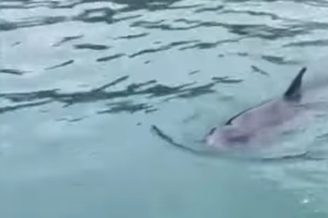 深水灣現鯨蹤 疑為侏儒抹香鯨 漁護署籲市民勿出海觀看或追蹤