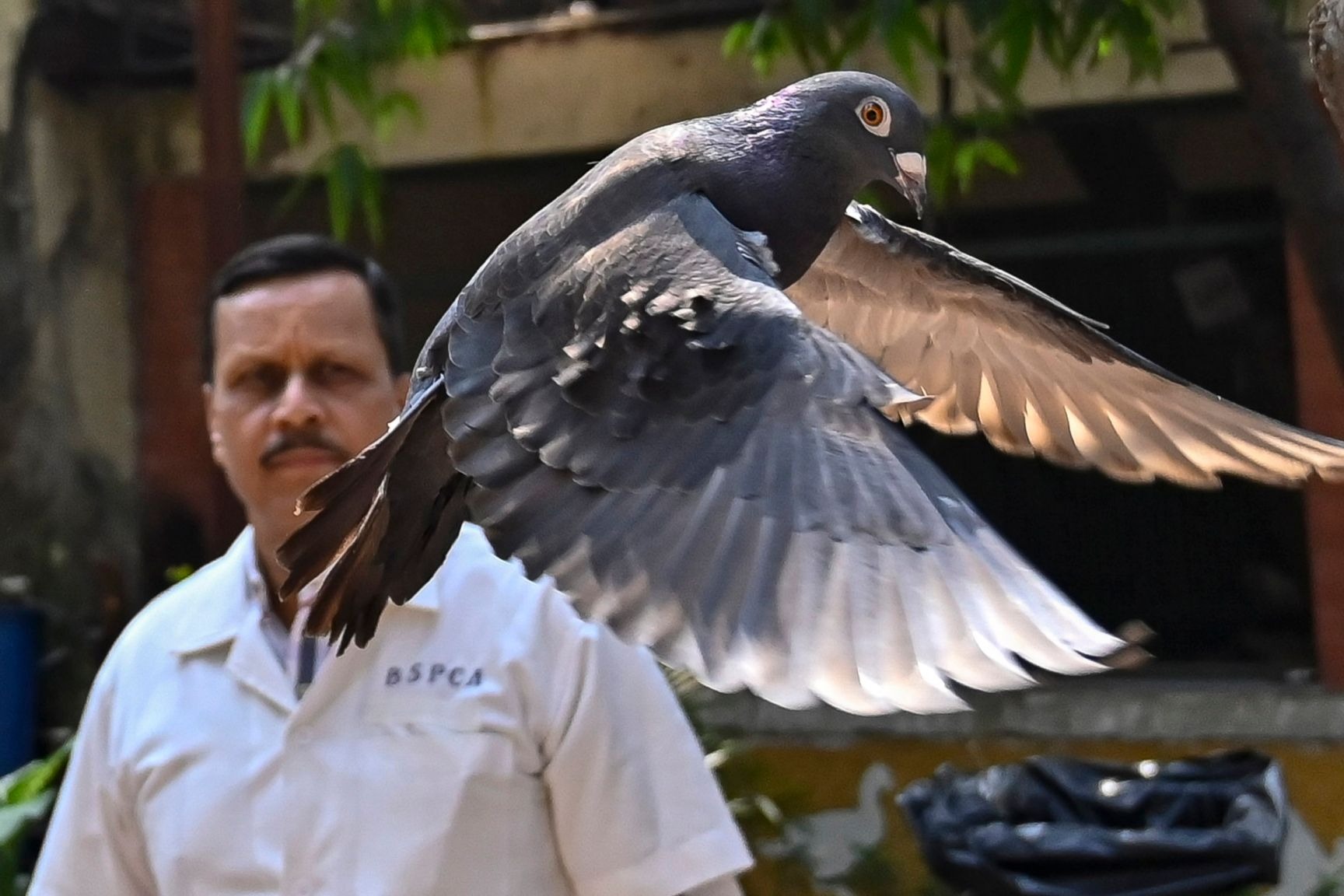 被當「中國間諜鴿」遭印度困8個月 終證實為台灣賽鴿獲釋放