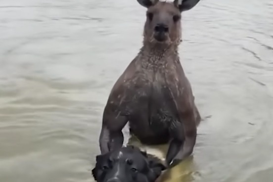 澳洲男子為救愛犬大無畏
 跳落水與爆肌袋鼠激戰