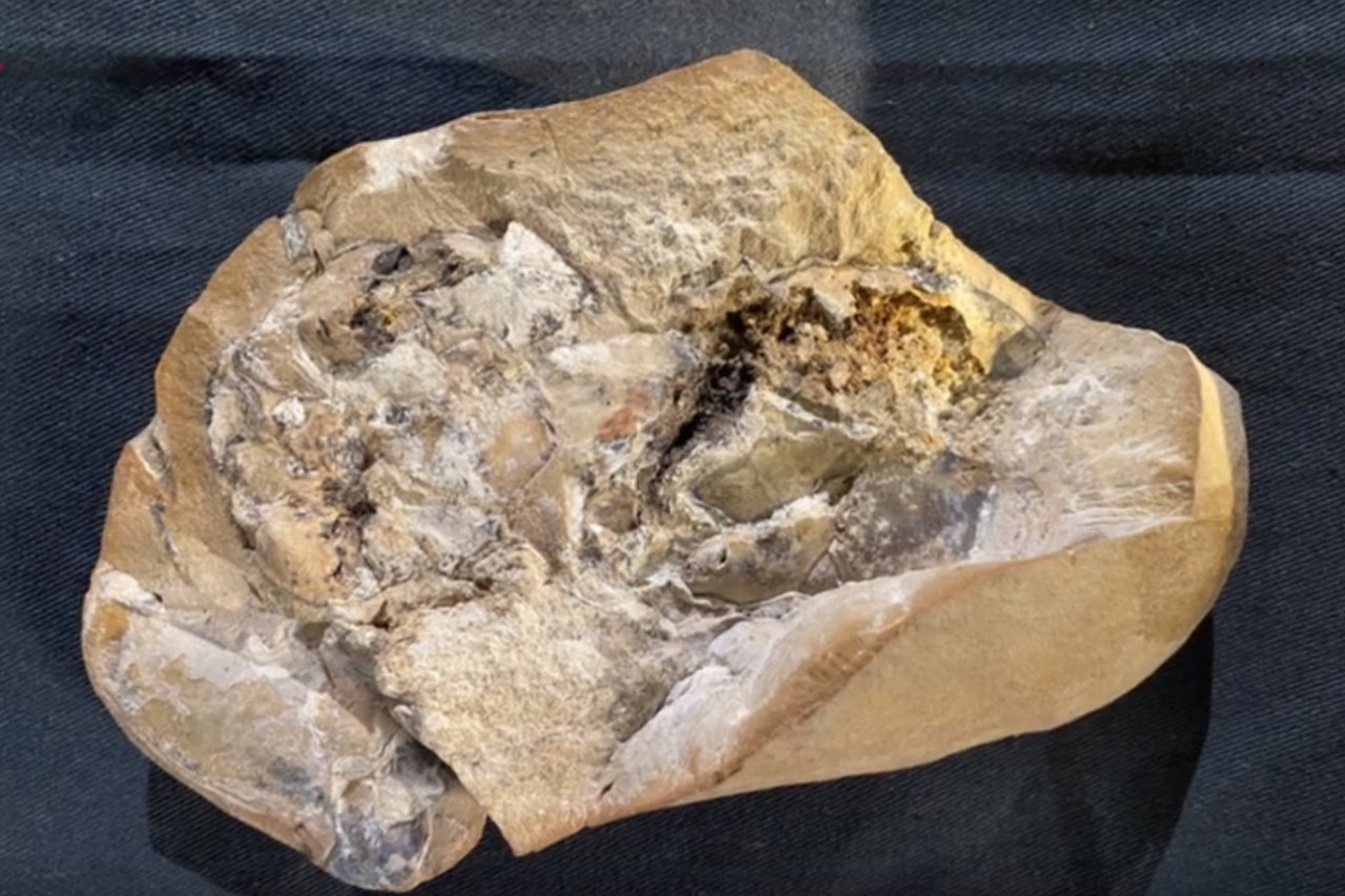 距今3.8億年重大發現 科學家找到最古老心臟