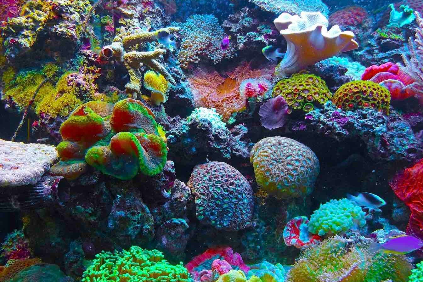 研究指自1950年以來 地球上一半珊瑚礁已經消失死亡
