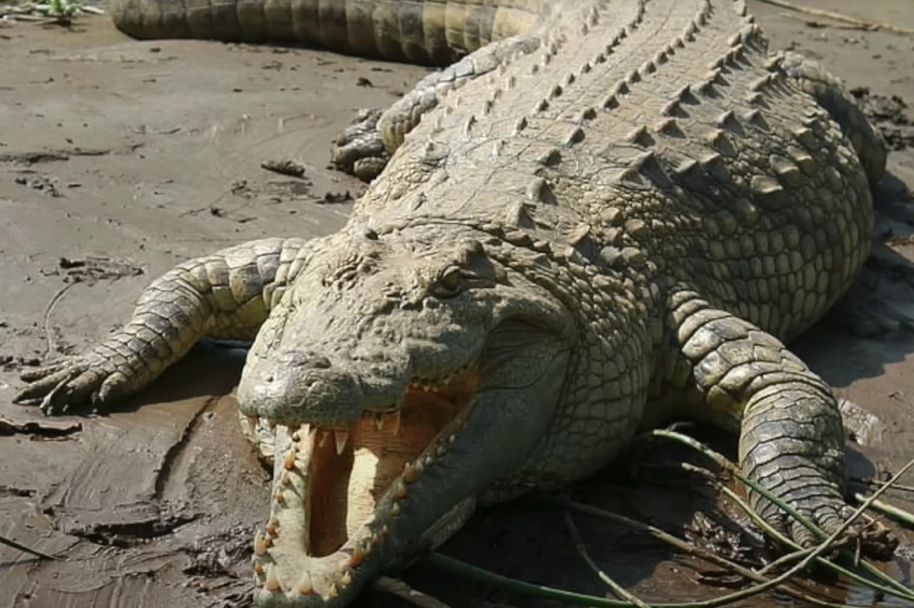 傳東非現百歲巨鱷吃掉300人  躲過獵殺誘捕仍「逍遙法外」