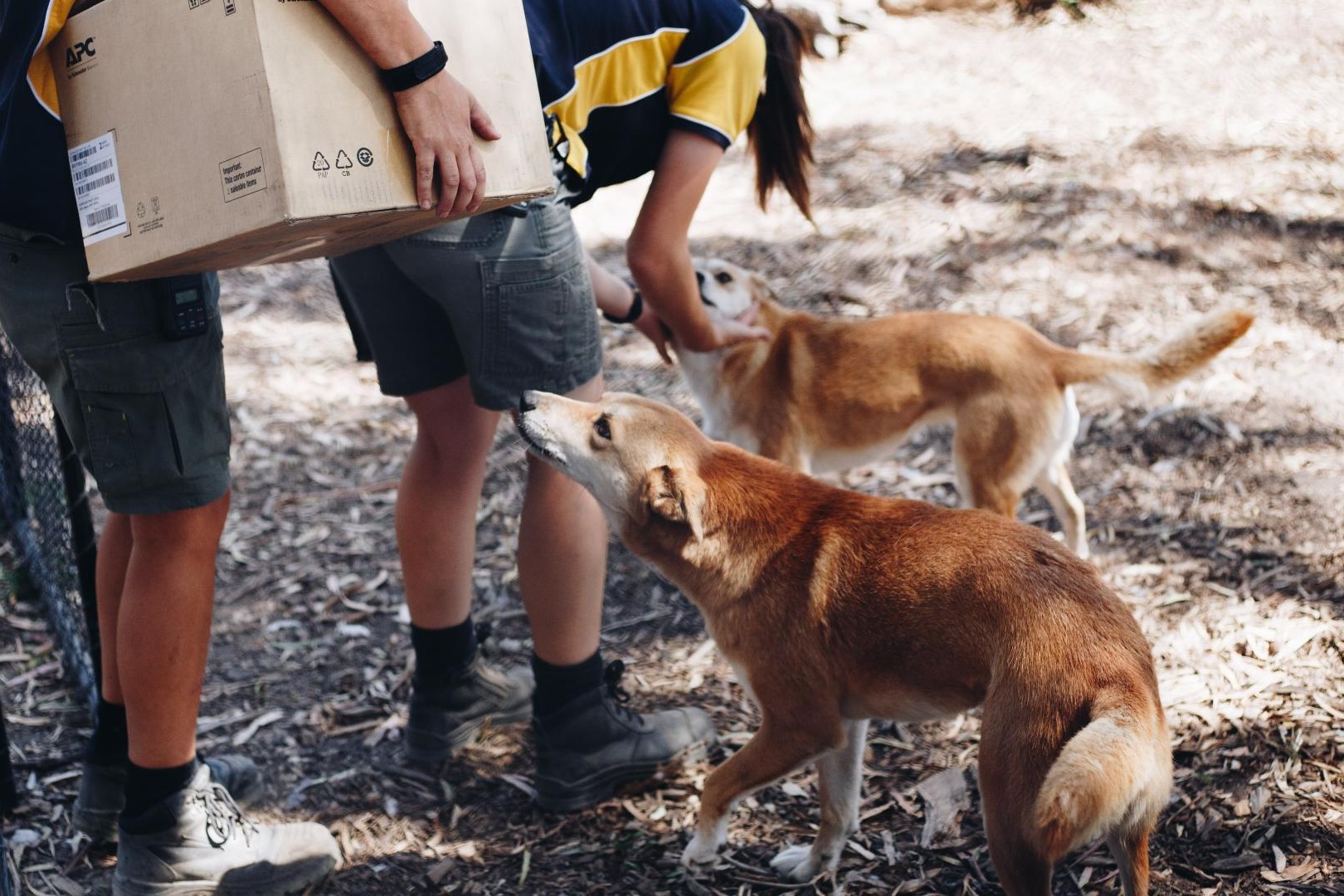 澳洲男子好心餵「流浪狗」餅乾 竟犯禁餵中澳洲野犬被罰18000元