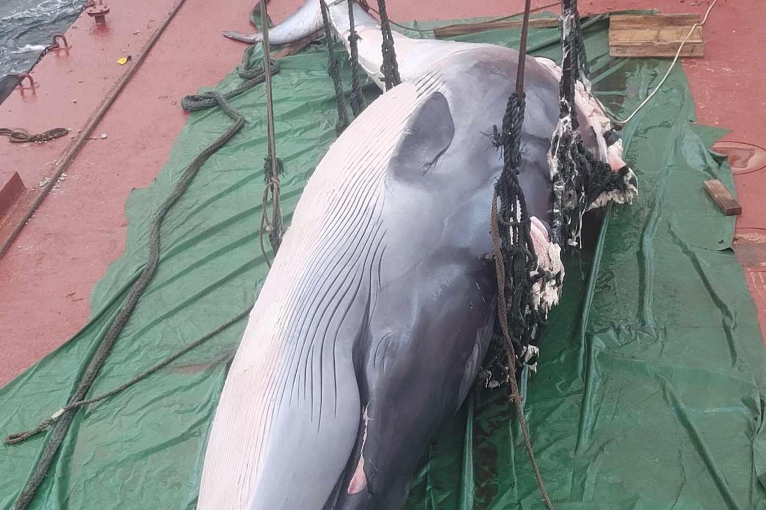 鯨魚屍體背部有新傷口 或製成標本 專家：設禁船區可避免同類悲劇