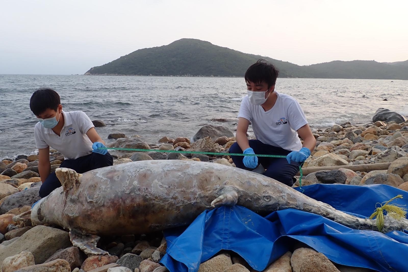 中華白海豚擱淺死亡 一周內第三條