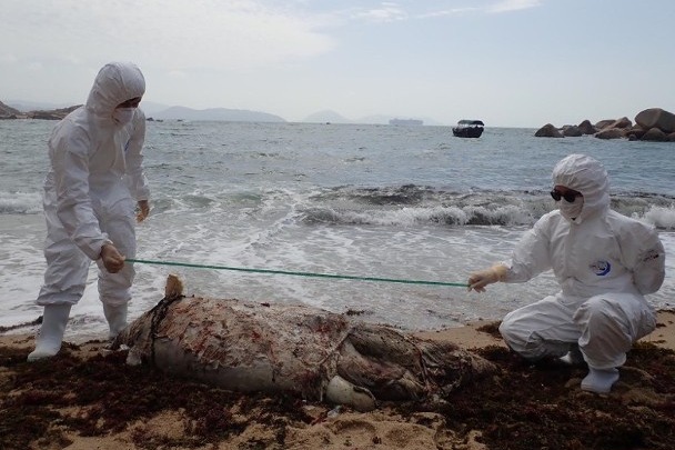 中華白海豚死亡個案增 逾半誤食塑膠垃圾