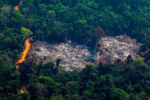 全球領導人發表聲明
 承諾結束森林砍伐