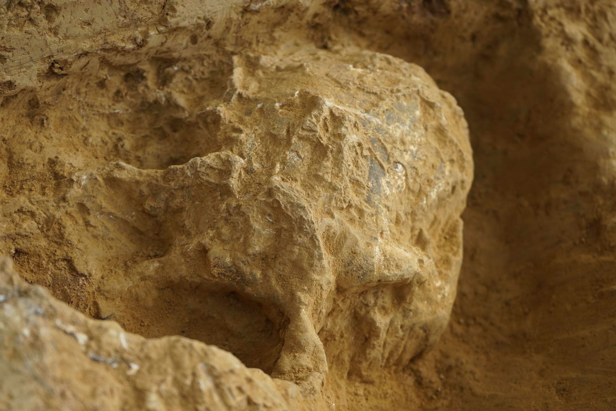 湖北發現直立人頭骨化石 首證百萬年前中國有人類