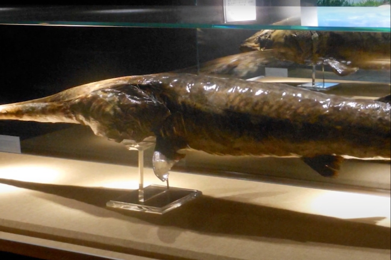 中國「淡水魚之王」長江白鱘
 被世界自然保護聯盟官宣滅絕