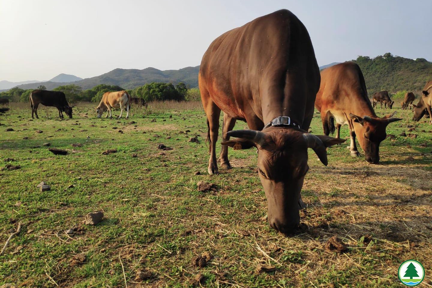 西貢牛被裝追蹤器流淚 漁護署今指試驗結束已除頸帶