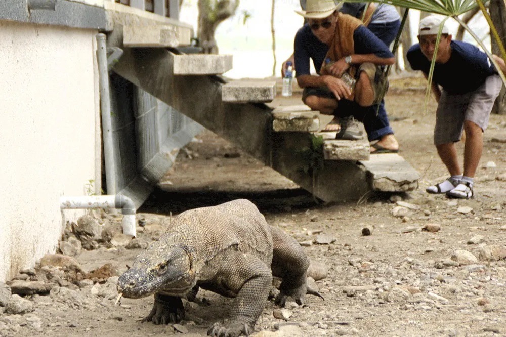 印尼「侏儸紀公園」狂加門票 旅業罷工 看科莫多龍竟貴過…