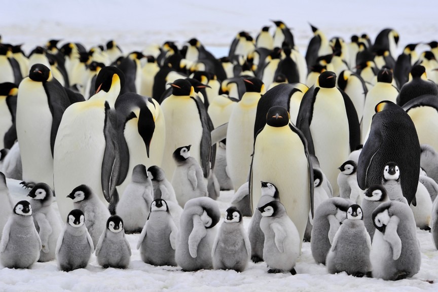 皇帝企鵝恐從地球上消失 科學家：不是凍死就溺死